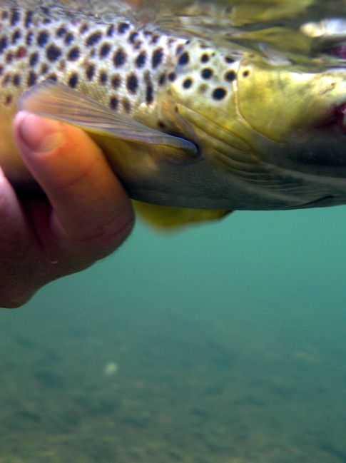 Brown Trout Fishing
[url=http://www.trophyfishingtn.com/]TrophyFishingTN.Com[/url]
Keywords: Tennessee Fly Fishing TN Fishing Brown Trout