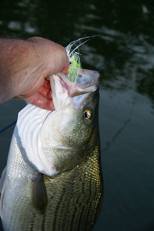 Striper Fishing Tenessee
Striper Fishing Tenessee
Keywords: Striper Fishing Tenessee