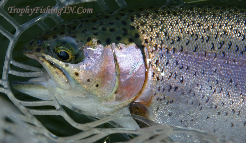 rainbow trout
Keywords: Fly Fishing TN