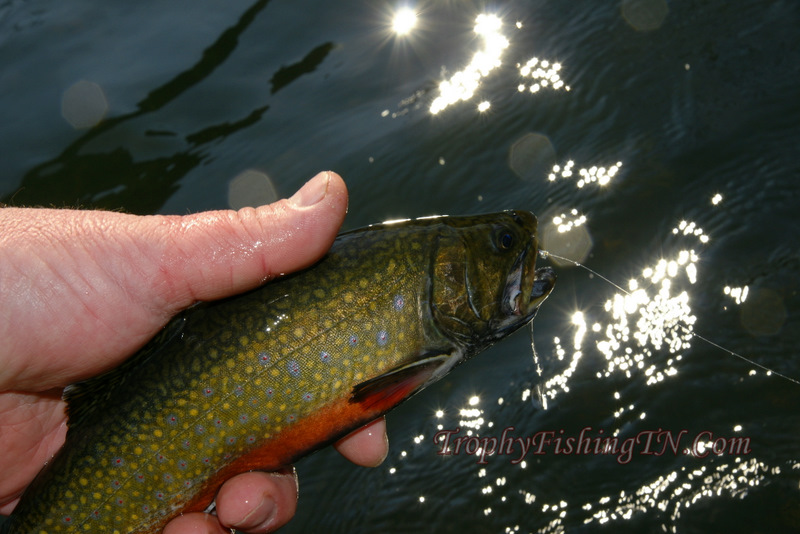 Brook trout
Keywords: Fly Fishing TN