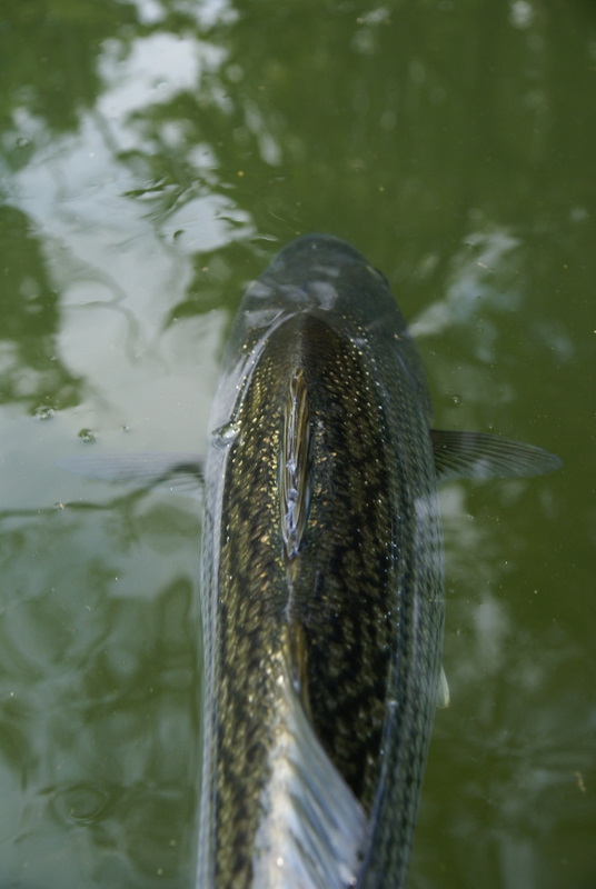 Striper Fishing Tennessee
[url=http://www.trophyfishingtn.com/]TrophyFishingTN.Com[/url]
Keywords: Striper Fishing Tennessee