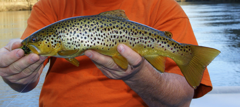 brown trout
Keywords: Fly Fishing TN