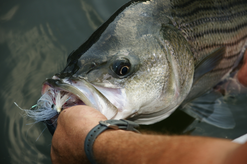 Striper Fishing Tennessee
[url=http://www.trophyfishingtn.com/]TrophyFishingTN.Com[/url]
Keywords: Striper Fishing Tennessee
