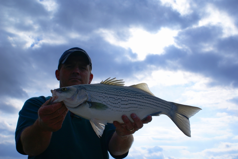 Striper fly Fishing Tennessee
[url=http://www.trophyfishingtn.com/]TrophyFishingTN.Com[/url]
Keywords: Striper fly Fishing Tennessee