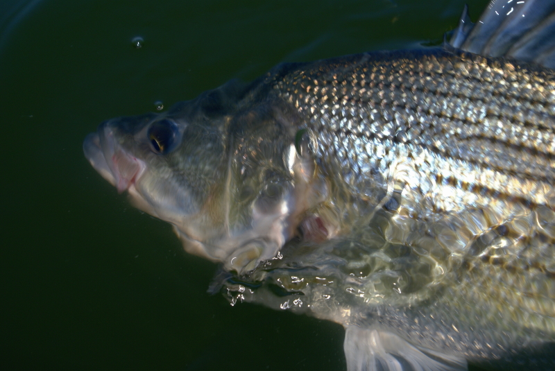 Striper fly Fishing Tennessee
[url=http://www.trophyfishingtn.com/]TrophyFishingTN.Com[/url]
Keywords: Striper fly Fishing Tennessee