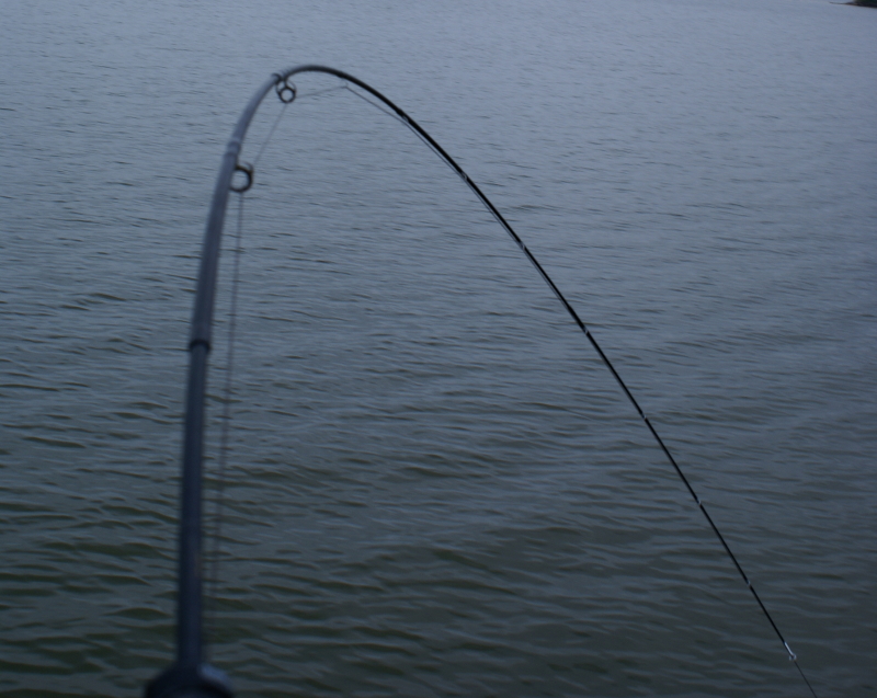 Striper fly Fishing Tennessee
[url=http://www.trophyfishingtn.com/]TrophyFishingTN.Com[/url]
Keywords: Striper fly Fishing Tennessee