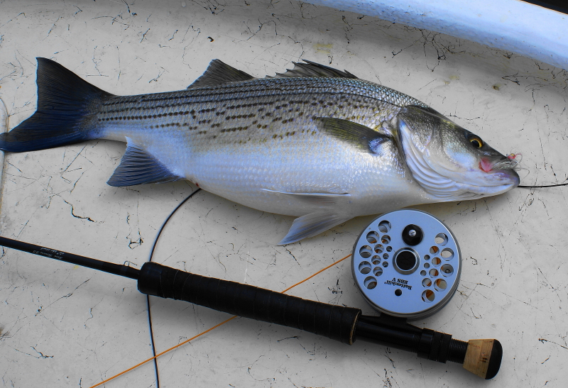 Striper fly Fishing Tennessee
[url=http://www.trophyfishingtn.com/]TrophyFishingTN.Com[/url]
Keywords: Striper fly Fishing Tennessee