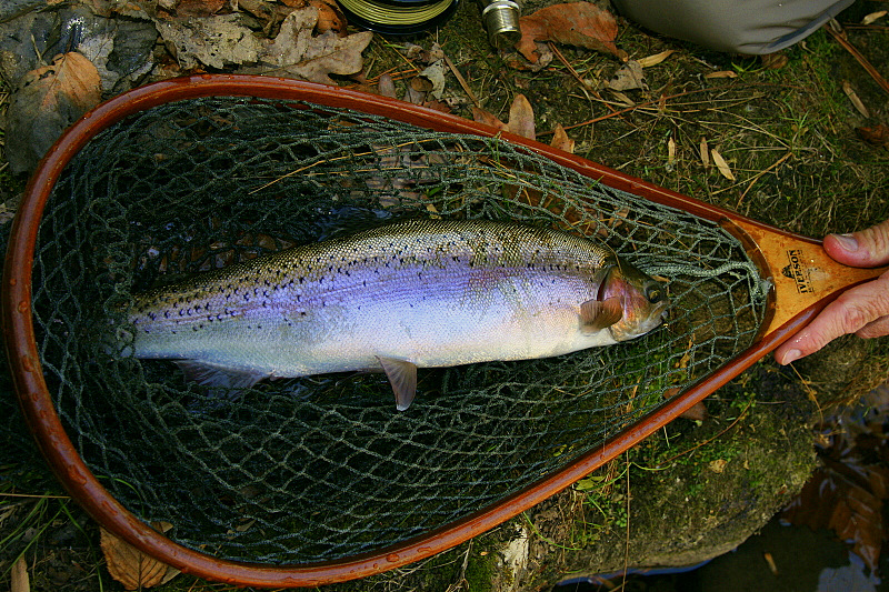 Keywords: Fly Fishing TN