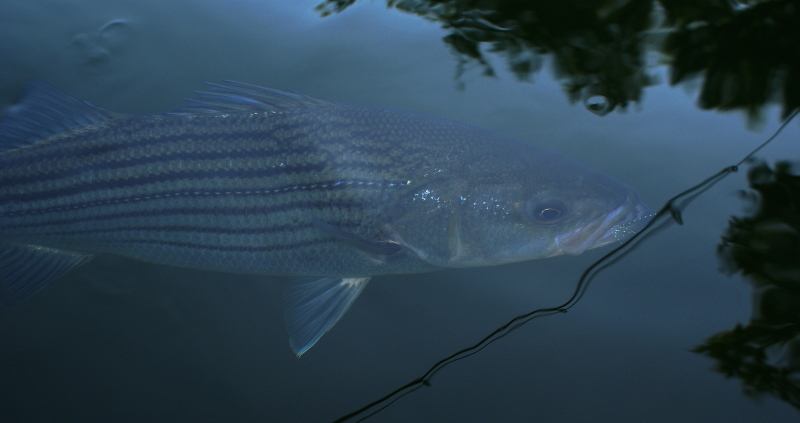Striper fly Fishing Tennessee
[url=http://www.trophyfishingtn.com/]TrophyFishingTN.Com[/url]
Keywords: Striper fly Fishing Tennessee