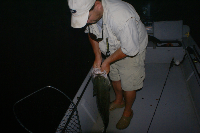Striper fly Fishing Tennessee
[url=http://www.trophyfishingtn.com/]TrophyFishingTN.Com[/url]
Keywords: Striper fly Fishing Tennessee