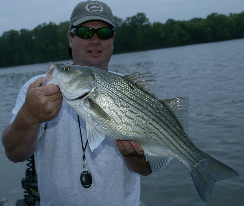 [url=http://www.trophyfishingtn.com/]TrophyFishingTN.Com[/url]
Keywords: Striper fly Fishing Tennessee