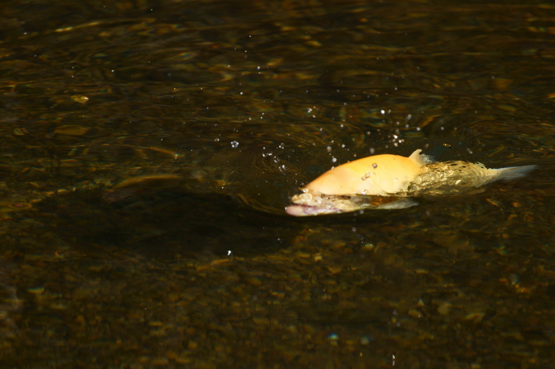 Keywords: Fly Fishing TN