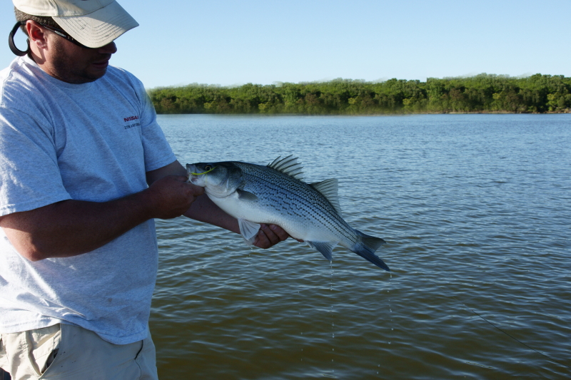 Striper fly Fishing Tennessee
[url=http://www.trophyfishingtn.com/]TrophyFishingTN.Com[/url]
Keywords: Striper fly Fishing Tennessee