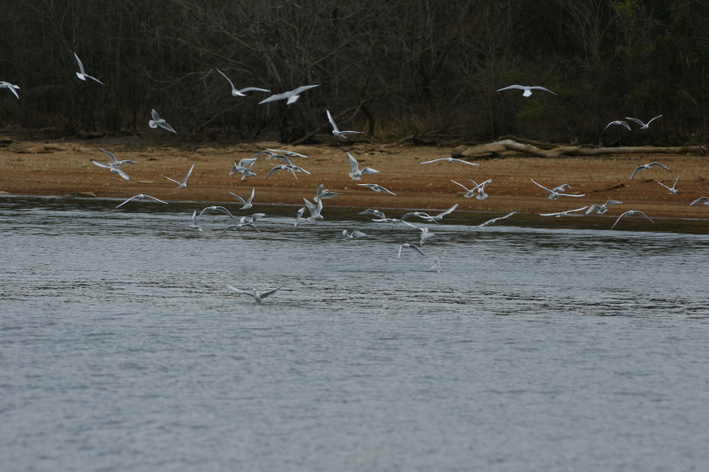 diving gulls
Keywords: Fly Fishing TN