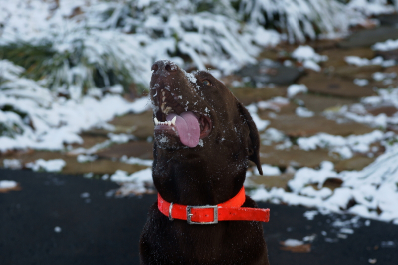 Keywords: Fly Fishing TN