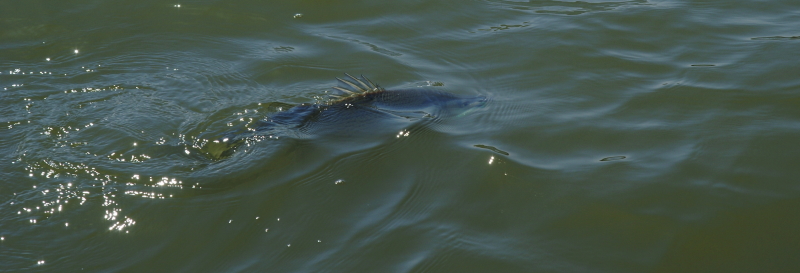 Keywords: Fly Fishing TN