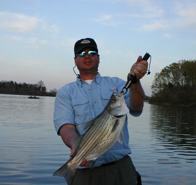 Striper Hybrid Fishing Tenessee
[url=http://www.trophyfishingtn.com/]TrophyFishingTN.Com[/url]
