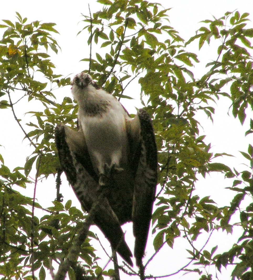 Osprey
[url=http://www.trophyfishingtn.com/]TrophyFishingTN.Com[/url]
Keywords: Tennessee Scenic River Photography Trips