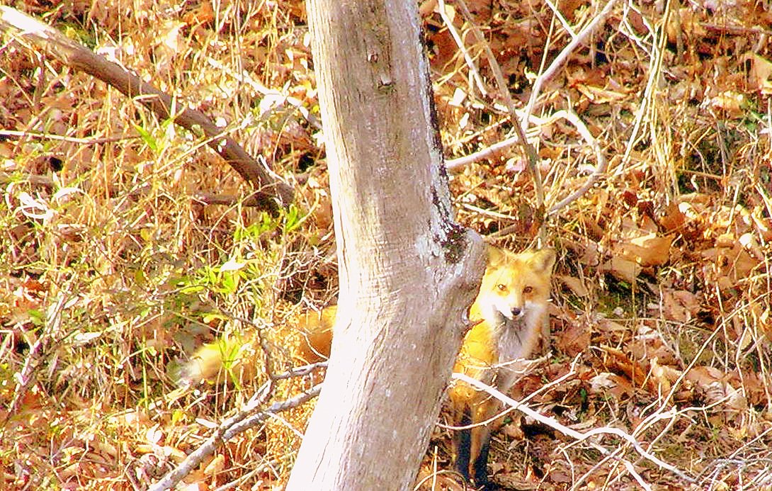 Red Fox
[url=http://www.trophyfishingtn.com/]TrophyFishingTN.Com[/url]
Keywords: Tennessee Scenic River Photography Trips