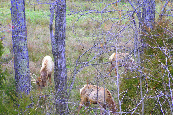 [url=http://www.trophyfishingtn.com/]TrophyFishingTN.Com[/url]
Keywords: Tennessee Scenic River Photography Trips