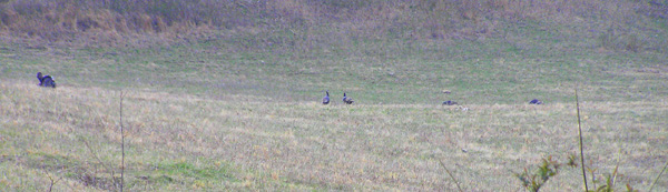 Turkeys
[url=http://www.trophyfishingtn.com/]TrophyFishingTN.Com[/url]
Keywords: Tennessee Scenic River Photography Trips