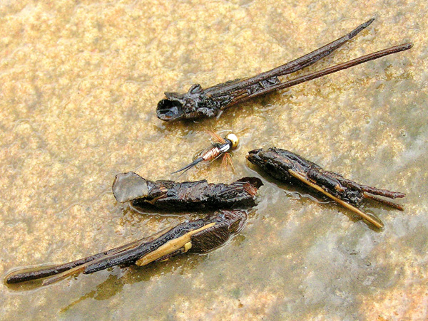 Cased Cadis
[url=http://www.trophyfishingtn.com/]TrophyFishingTN.Com[/url]
