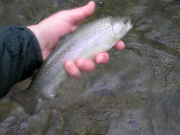 Rainbow Trout Fishing
[url=http://www.trophyfishingtn.com/]TrophyFishingTN.Com[/url]
Keywords: Trout Fishing Tennessee