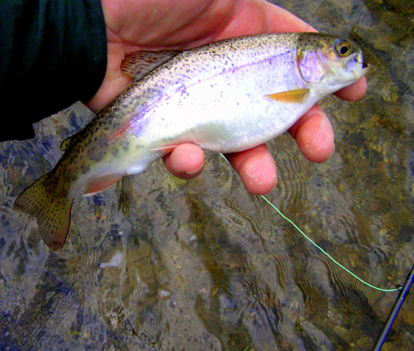 Rainbow Trout Fishing
[url=http://www.trophyfishingtn.com/]TrophyFishingTN.Com[/url]
Keywords: Trout Fishing Tennessee