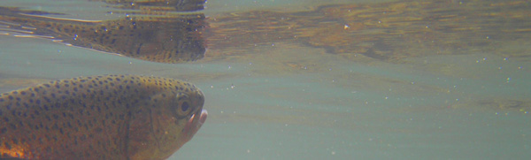 Rainbow Trout Fishing
[url=http://www.trophyfishingtn.com/]TrophyFishingTN.Com[/url]
Keywords: Trout Fishing Tennessee