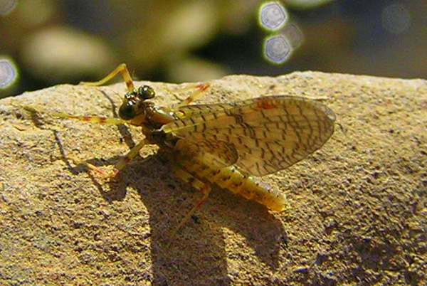 [url=http://www.trophyfishingtn.com/]TrophyFishingTN.Com[/url]
