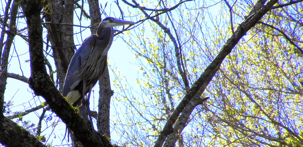 Blue Heron
[url=http://www.trophyfishingtn.com/]TrophyFishingTN.Com[/url]
Keywords: Tennessee Scenic River Photography Trips