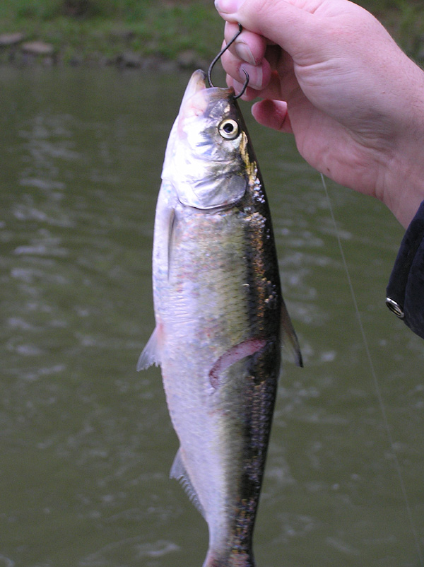 Striper Hybrid Fishing Tenessee
[url=http://www.trophyfishingtn.com/]TrophyFishingTN.Com[/url]
