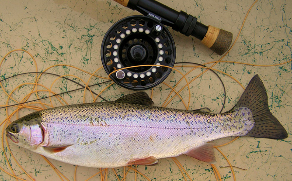 Rainbow Trout Fishing
[url=http://www.trophyfishingtn.com/]TrophyFishingTN.Com[/url]
Keywords: Trout Fishing Tennessee