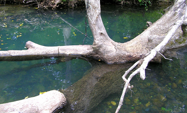 Spring creek swimming hole
[url=http://www.trophyfishingtn.com/]TrophyFishingTN.Com[/url]
Keywords: Tennessee Scenic River Photography Trips