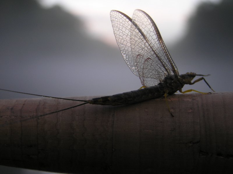 [url=http://www.trophyfishingtn.com/]TrophyFishingTN.Com[/url]
