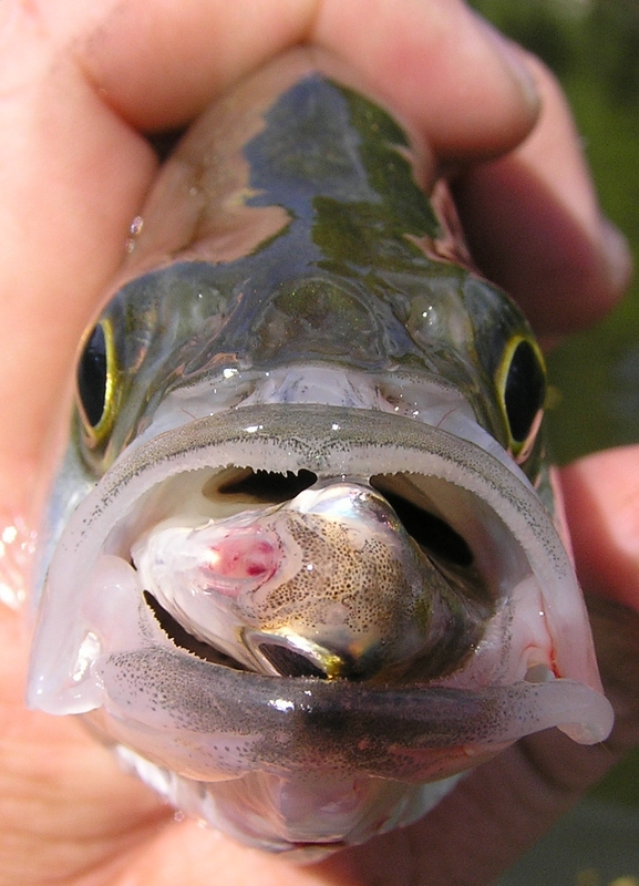 Tennesee Fishing Bass
[url=http://www.trophyfishingtn.com/]TrophyFishingTN.Com[/url]
Keywords: Tennesee Fishing Bass