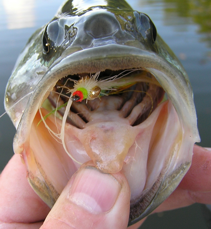 Tennessee Bass Fishing
Tennessee Bass on a Clouser
[url=http://www.trophyfishingtn.com/]TrophyFishingTN.Com[/url]
Keywords: Tennesee Fishing Bass