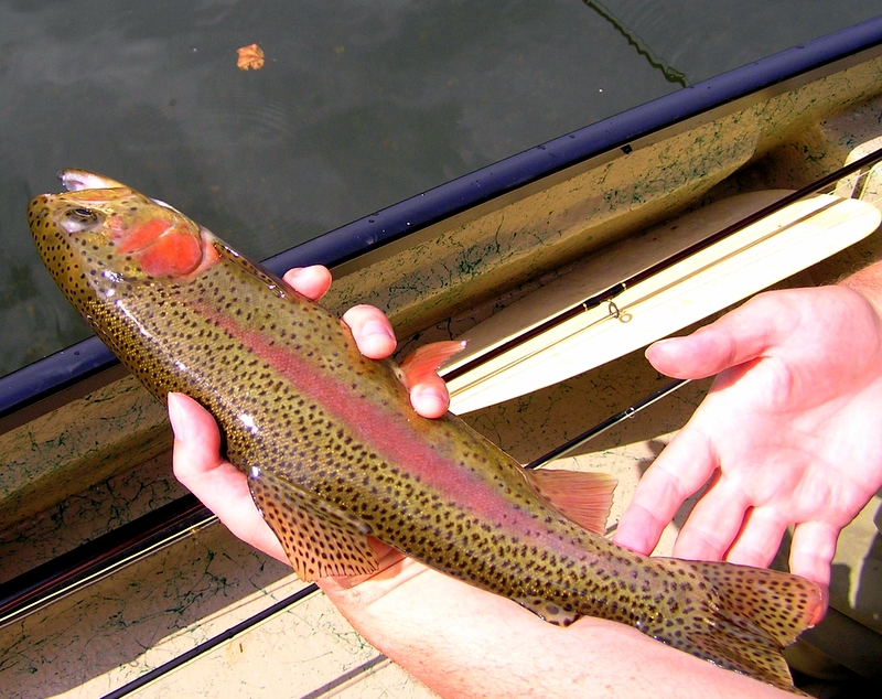 [url=http://www.trophyfishingtn.com/]TrophyFishingTN.Com[/url]
