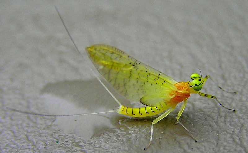 [url=http://www.trophyfishingtn.com/]TrophyFishingTN.Com[/url]
