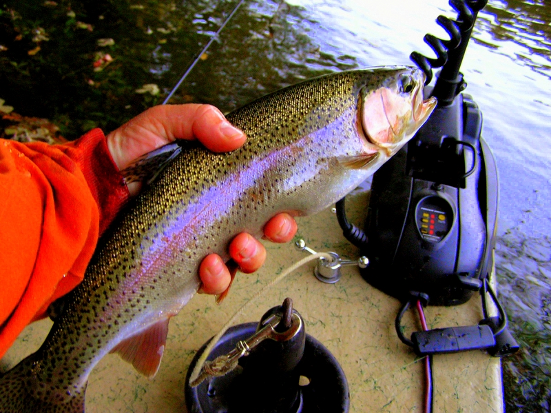 Tennessee Rainbow Trout
[url=http://www.trophyfishingtn.com/]TrophyFishingTN.Com[/url]
Keywords: fly fishing Tennessee Rainbow Trout