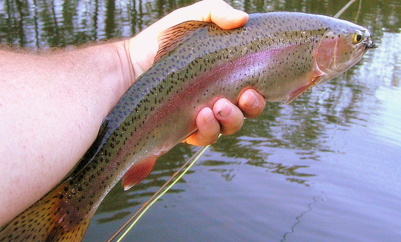 Tennessee Rainbow Trout Caney Fork
[url=http://www.trophyfishingtn.com/]TrophyFishingTN.Com[/url]
Keywords: Fly Fishing Tennessee Rainbow Trout Caney Fork