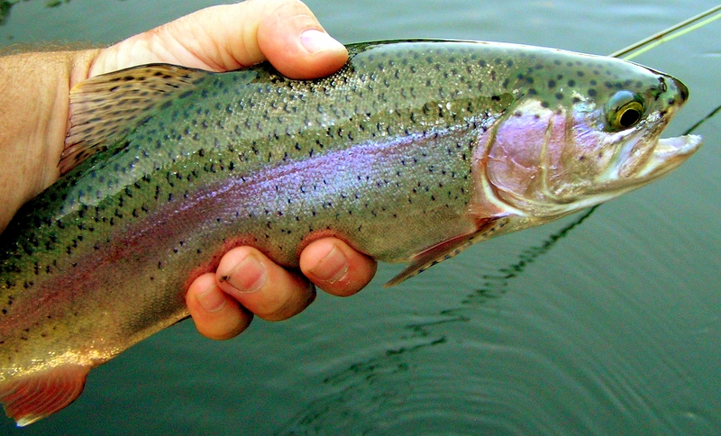 Tennessee Rainbow Trout Caney Fork
[url=http://www.trophyfishingtn.com/]TrophyFishingTN.Com[/url]
Keywords: Fly Fishing Tennessee Rainbow Trout Caney Fork
