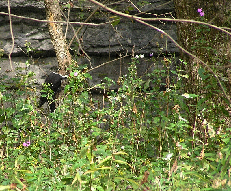 Woody
[url=http://www.trophyfishingtn.com/]TrophyFishingTN.Com[/url]
Keywords: Fishing Tennessee Photo Trips