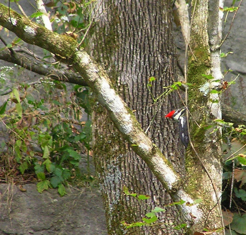 [url=http://www.trophyfishingtn.com/]TrophyFishingTN.Com[/url]
Keywords: Fishing Tennessee Photo Trips