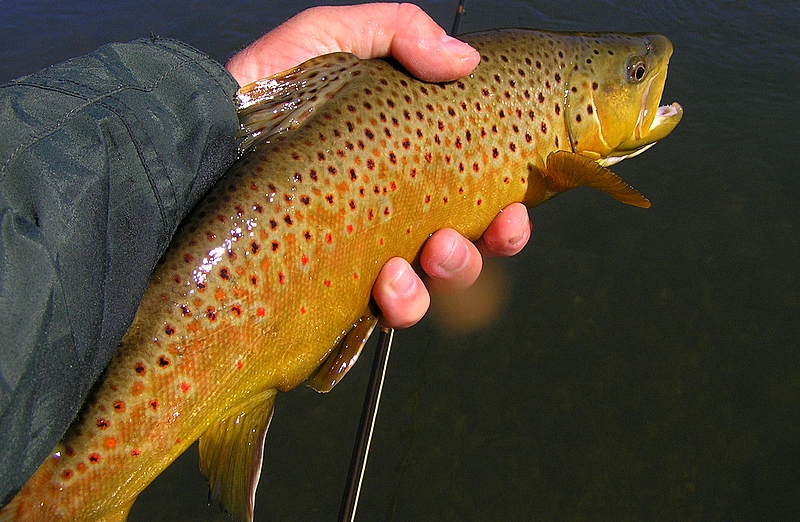 Brown Trout Fly Fishing Tennessee Kentucky
[url=http://Trophyfishingtn.com/]Url TrophyFishingTN.Com[/url]
Keywords: Brown Trout Fly Fishing Tennessee Kentucky