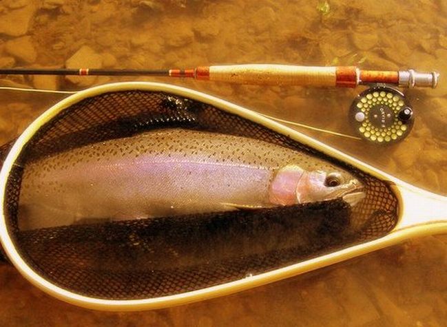 Rainbow Trout Fishing
[url=http://www.trophyfishingtn.com/]TrophyFishingTN.Com[/url]
Keywords: Trout Fishing Tennessee