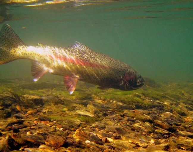 Rainbow Trout Fishing
[url=http://www.trophyfishingtn.com/]TrophyFishingTN.Com[/url]
Keywords: Trout Fishing Tennessee