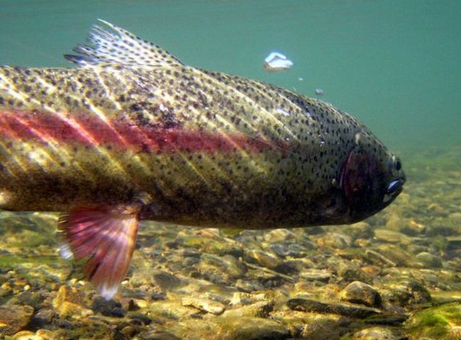 Rainbow Trout Fishing
[url=http://www.trophyfishingtn.com/]TrophyFishingTN.Com[/url]
Keywords: Trout Fishing Tennessee