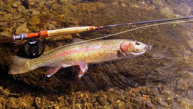 Rainbow Trout Fishing
[url=http://www.trophyfishingtn.com/]TrophyFishingTN.Com[/url]
Keywords: Trout Fishing Tennessee
