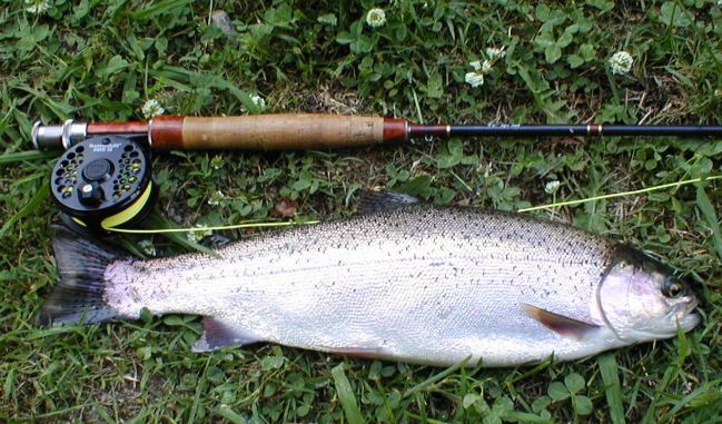 Rainbow Trout Fishing
[url=http://www.trophyfishingtn.com/]TrophyFishingTN.Com[/url]
Keywords: Trout Fishing Tennessee